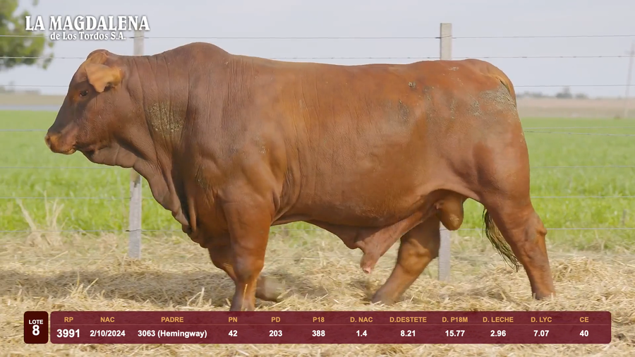 Lote Lote 8 - Brangus