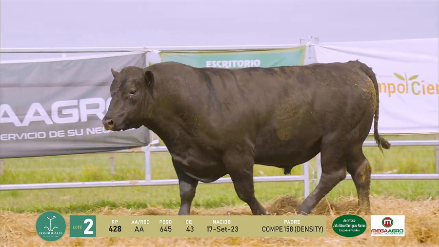 Lote 3 Toros a remate en La Turmalina, Flores