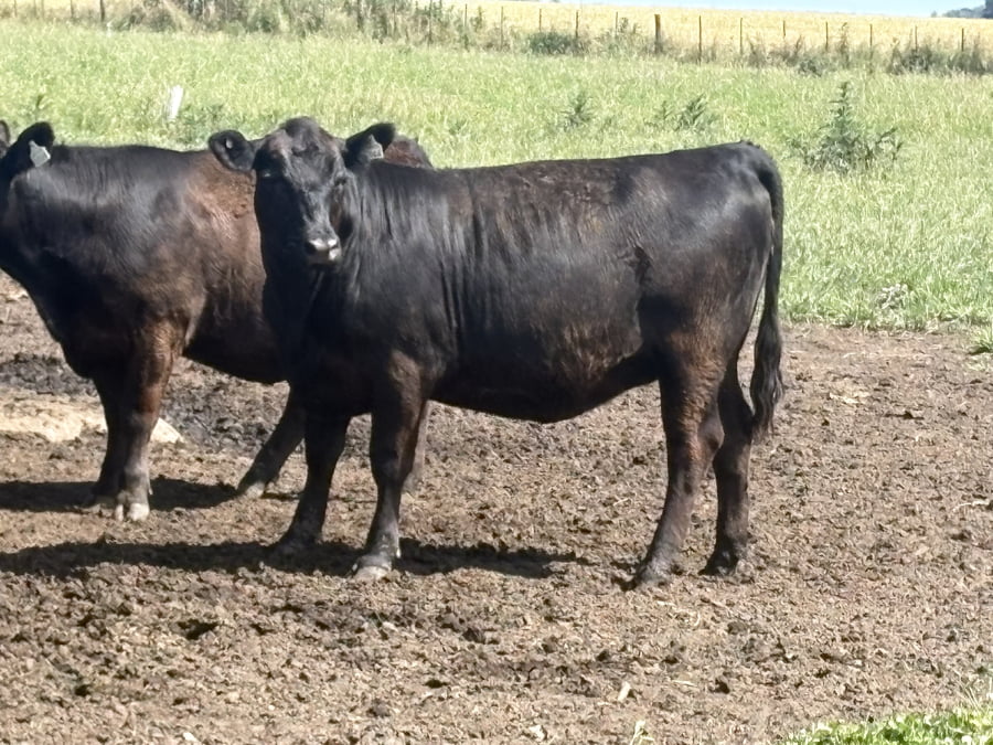 Lote 90 Vaquillonas P/ Servicio