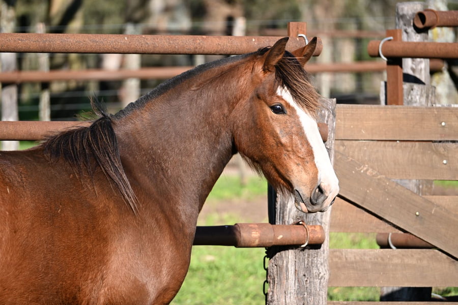 Lote RAIGUELEN GARZA
