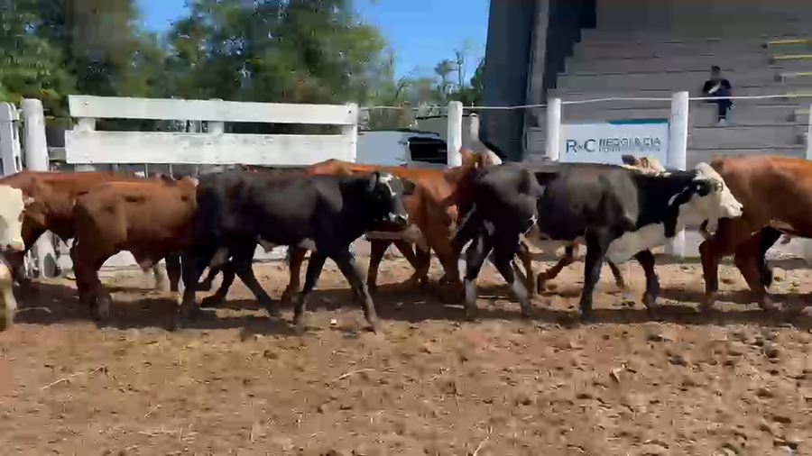 Lote 41 Terneros/as en Corrientes, Bella Vista