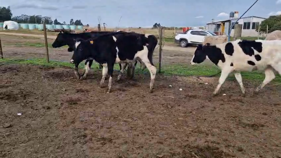 Lote 5 Vaquillonas  a remate en Pantalla Aniversario - Escritorio Camy, San José