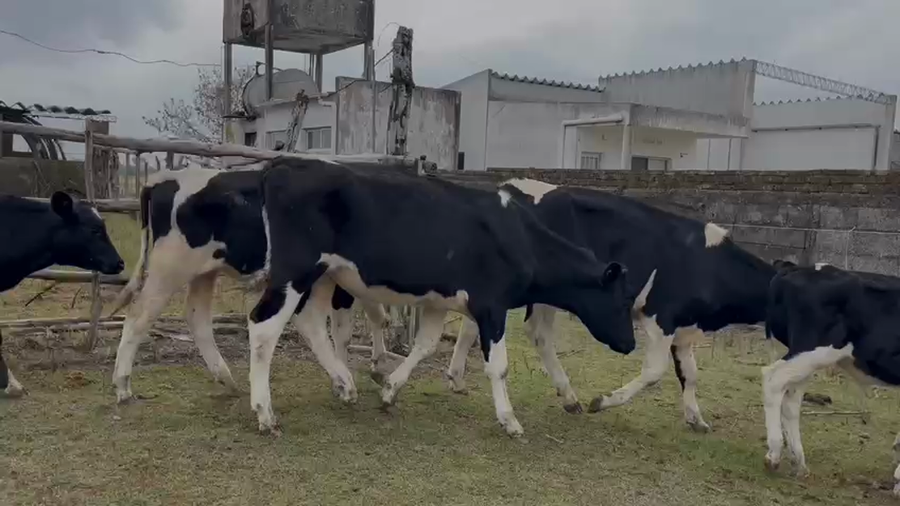 Lote TERNEROS Y TERNERAS