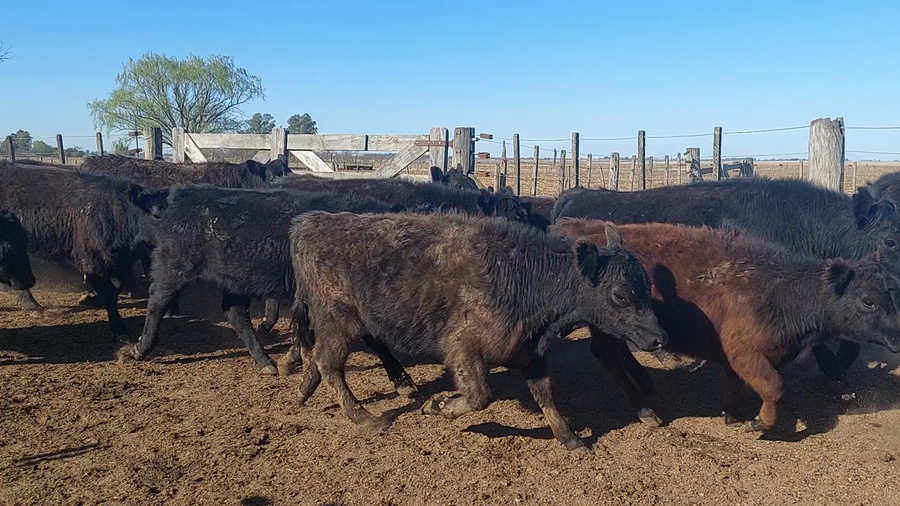 Lote 65 Terneros/as en Chivilcoy, Buenos Aires