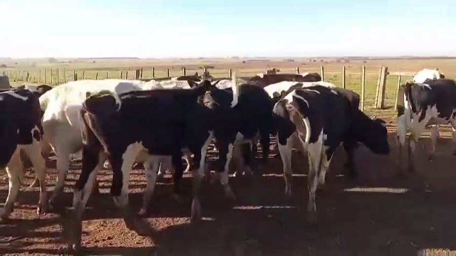 Lote NOVILLOS DE 1 A 2