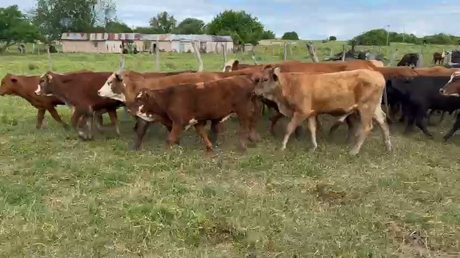 Lote 45 Terneros