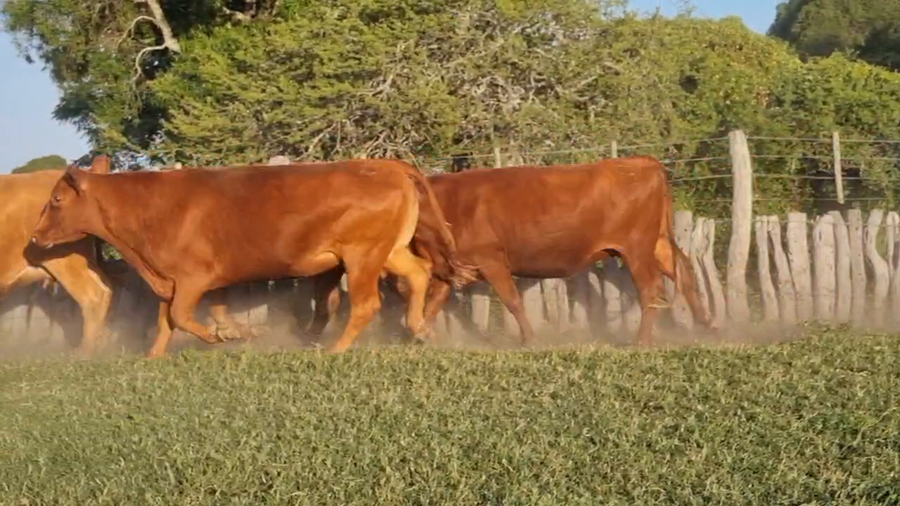 Lote 20 Vaquillonas C/ gtia de preñez