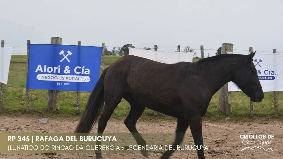 Lote Rafaga del Burucuya