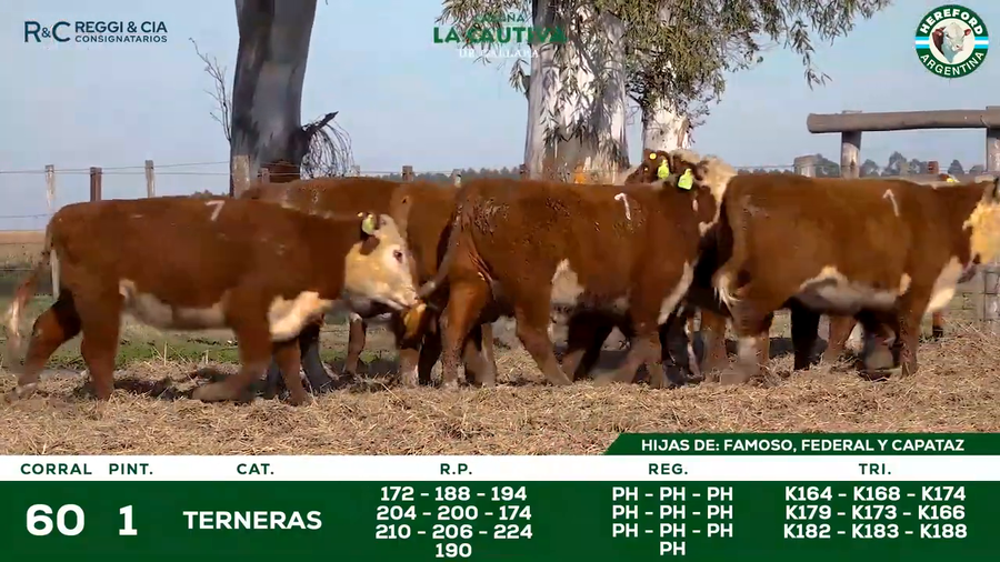 Lote TERNERAS HEREFORD   SEÑAL 25  Cabaña La Cautiva