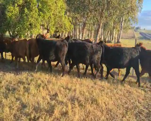Lote 20 Vaquillonas preñadas en Flores