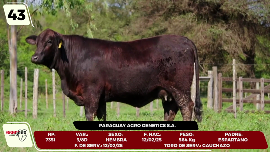 Lote LOTE 43 - CAMPO