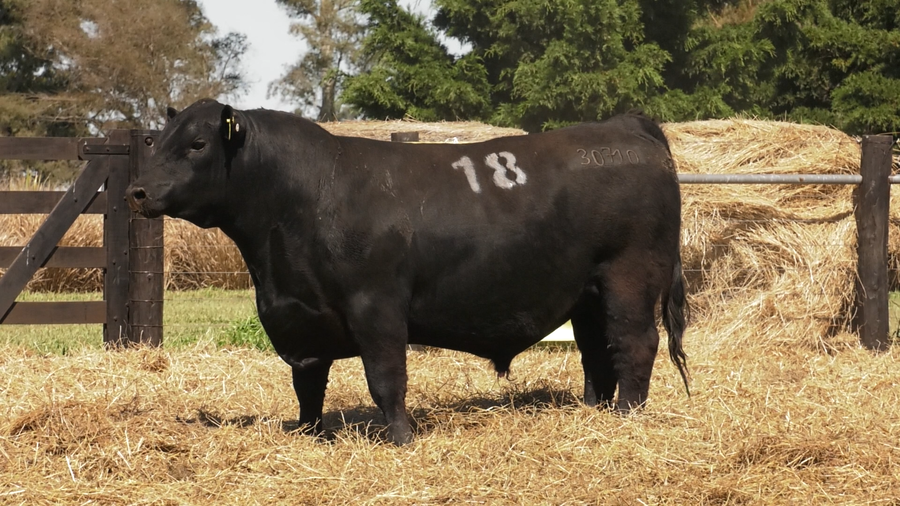 Lote TOROS ANGUS PURO CONTROLADO