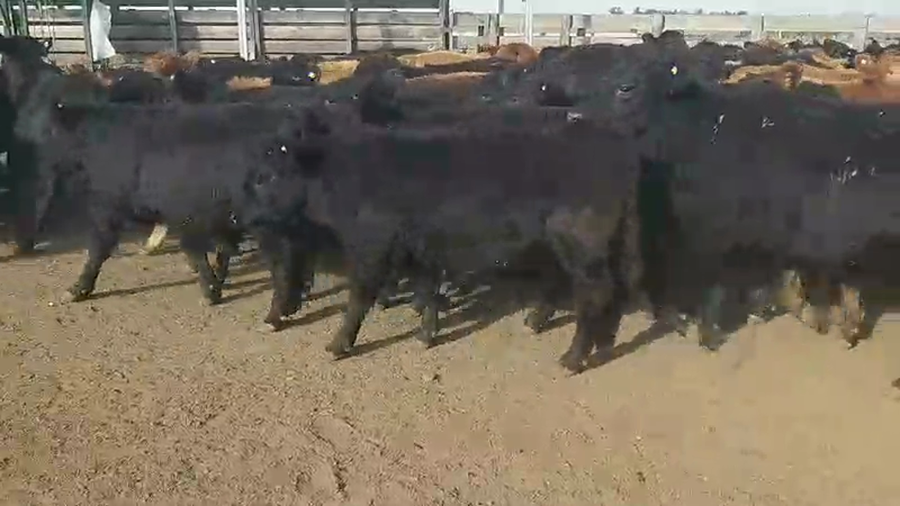 Lote 110 Terneros en Villaguay, Entre Ríos