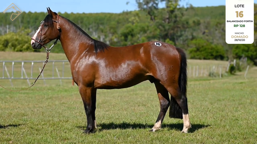 Lote BALANCEADO FORTIN