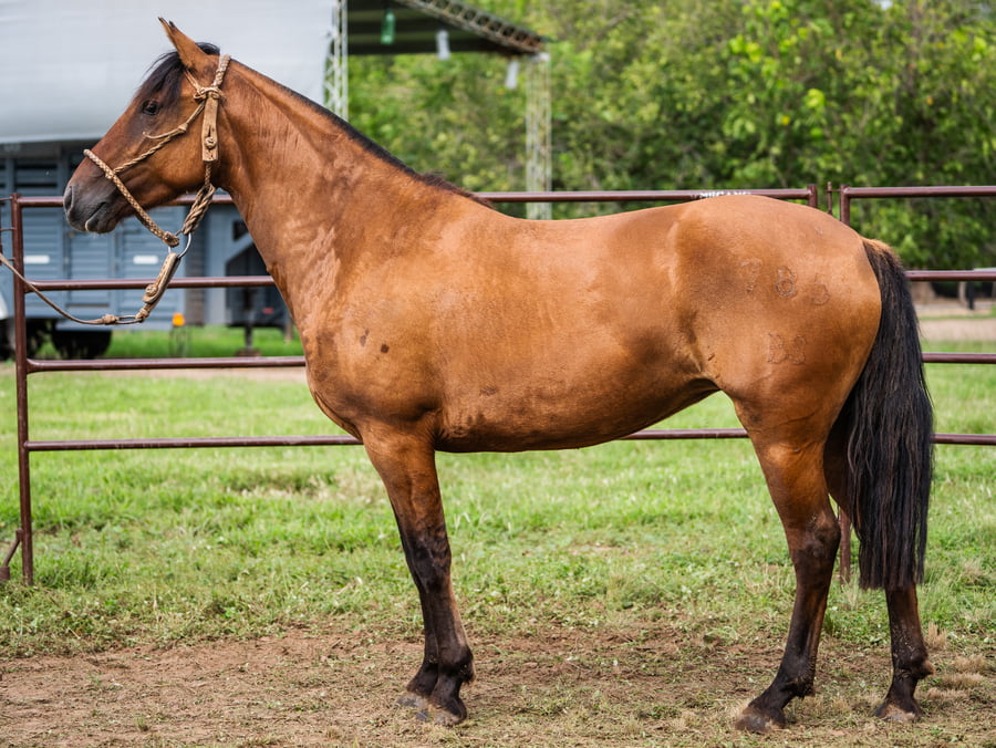 Lote SIRIGOTE LA SOSPECHOSA
