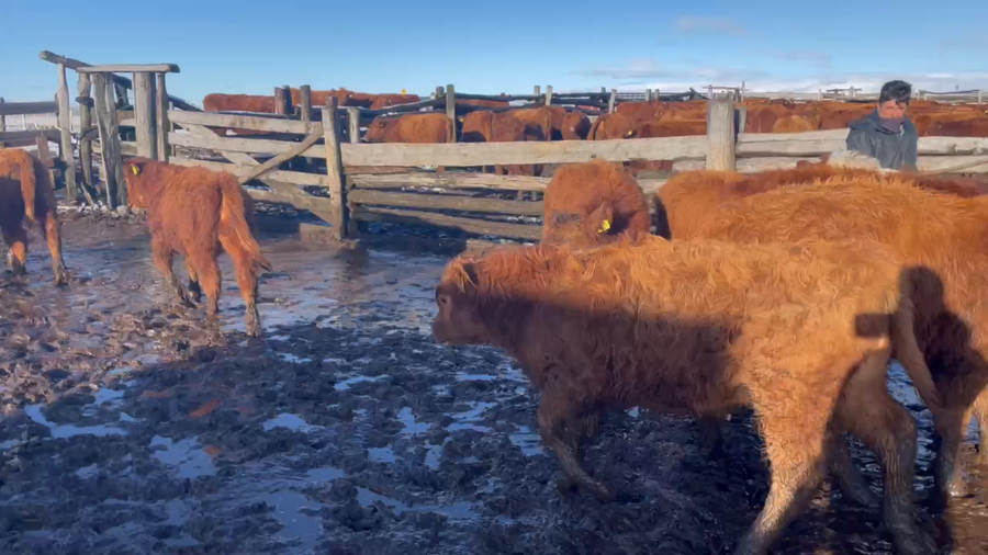 Lote 30 Ternero en Coyhaique, XI Región Aysén