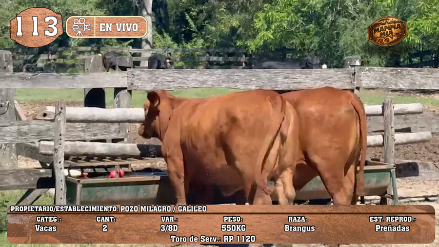 Lote LOTE 113 -EN VIVO