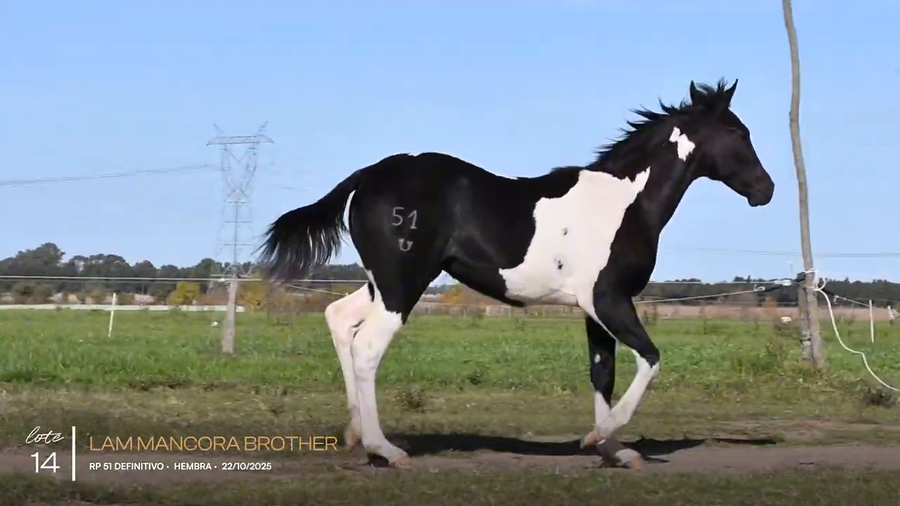 Lote LAM MANCORA BROTHER