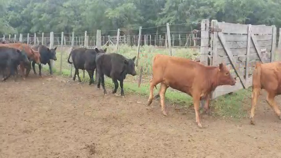 Lote 70 Terneros/as en Las Flores, Buenos Aires