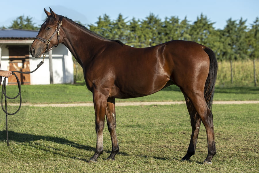 Lote EXPLOTA EXPLOTA