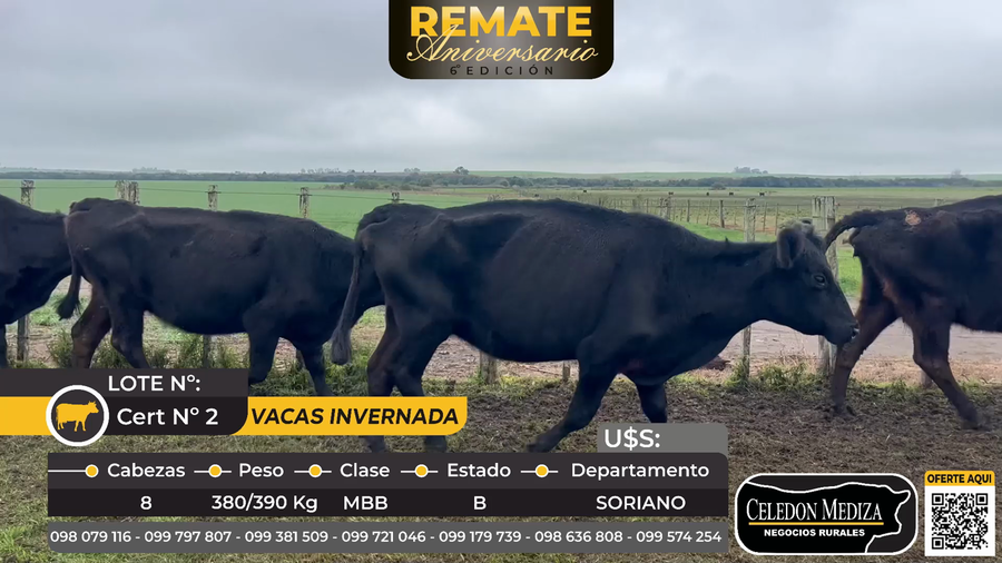 Lote 8 vacas de invernada en Agraciada, Soriano