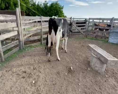 Lote (Vendido)2 Piezas de cría HOLANDO a remate en 2da Pantalla ENTRE MARTILLOS en CARRETON