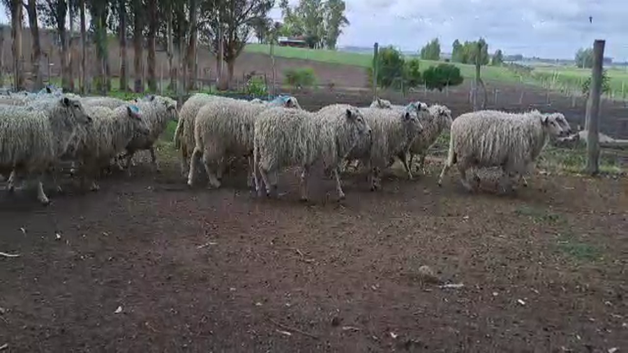 Lote (Vendido)30 Corderos a remate en #6 Remate Entre Martillos, San José