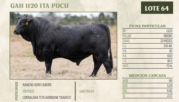Lote LOTE 64