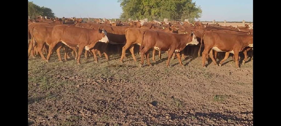 Lote 0 Terneras en Entre Ríos, Villaguay