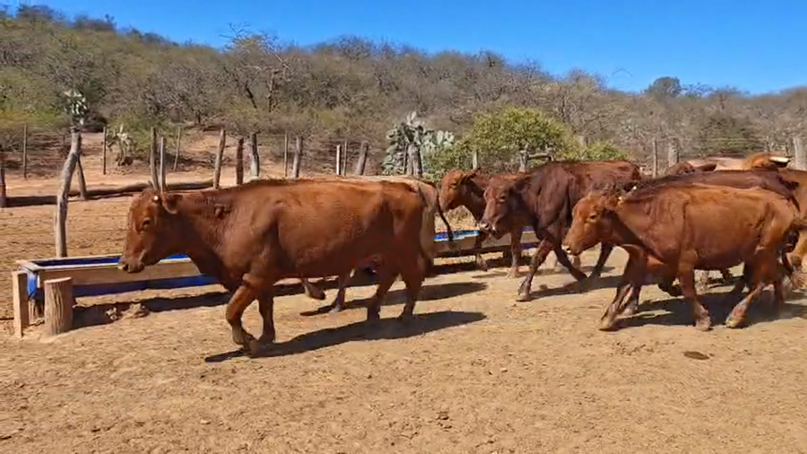 Lote 48 Vacas de invernar en Salta, Gral. Güemes