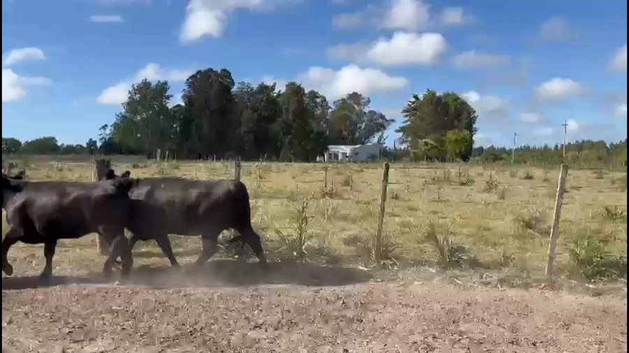 Lote 90 Vaquillonas 1 a 2 años en Sauce, Canelones