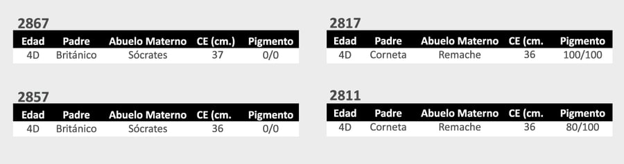 Lote 15 Toros Hereford