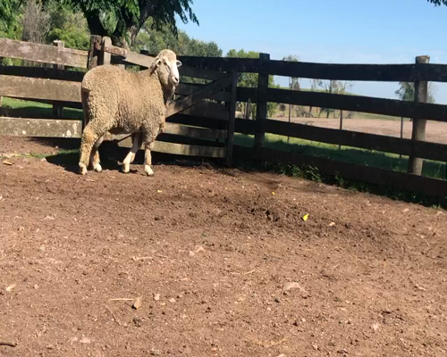 Lote 1 Borregos Planteleros en Cerro Largo, Cerro Largo