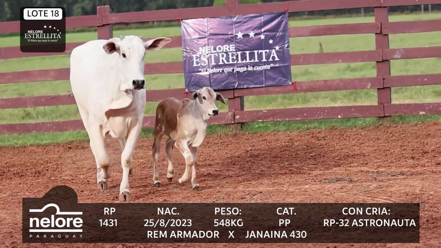 Lote LOTE 18