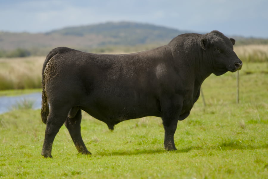 Lote RP 346