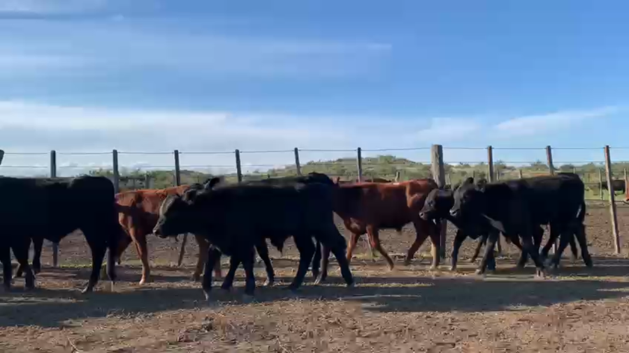 Lote 85 Terneros en Coronel Rosales