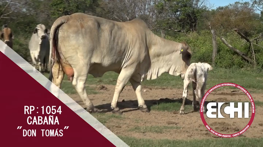 Lote VACAS PREÑADAS BRAHMAN CABAÑA DON TOMAS