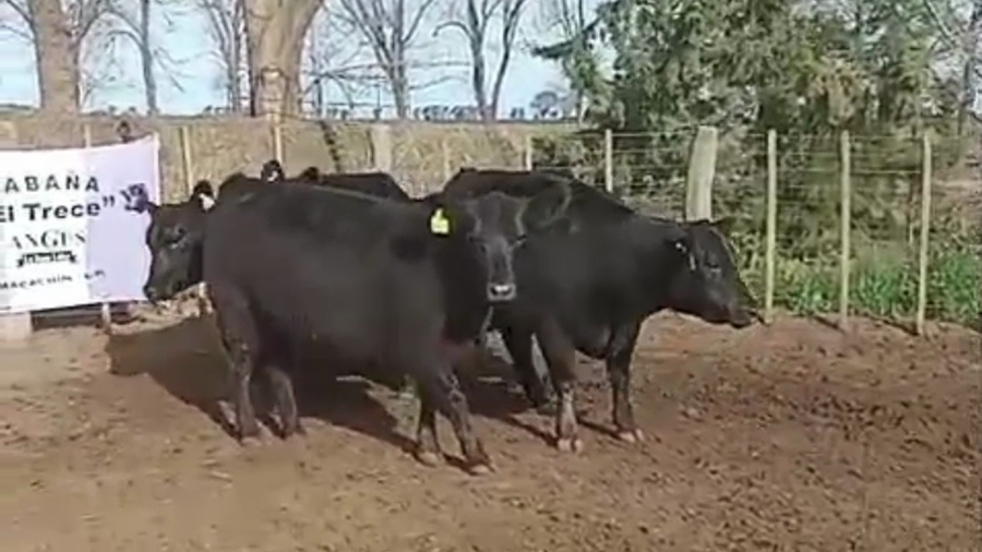 Lote Vaquillonas PC parición primavera Cabaña "El Trece" de Oscar palos