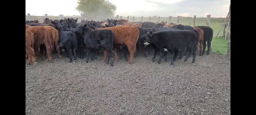 Lote 100 Terneros/as en Villaguay, Entre Ríos