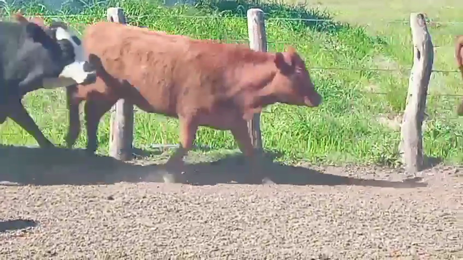 Lote 41 Vaquillonas en Corrientes, Curuzú-Cuatiá