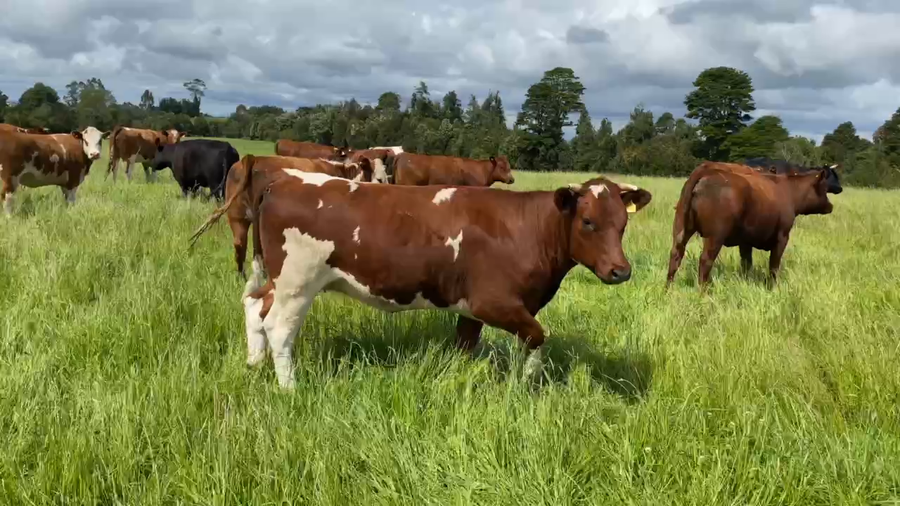 Lote 45 Vaquilla Gorda en Los Muermos, X Región Los Lagos