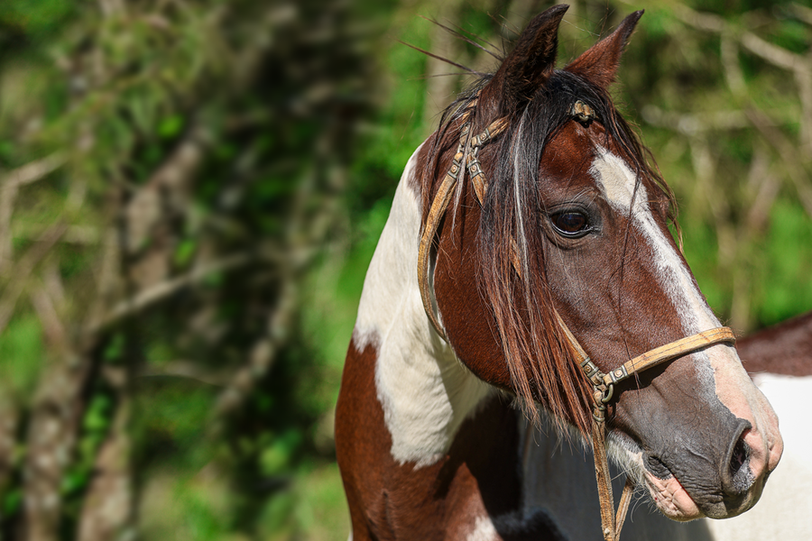 Lote JUNCO FIRMEZA II