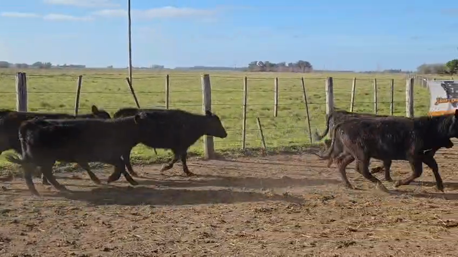 Lote 70 Terneras