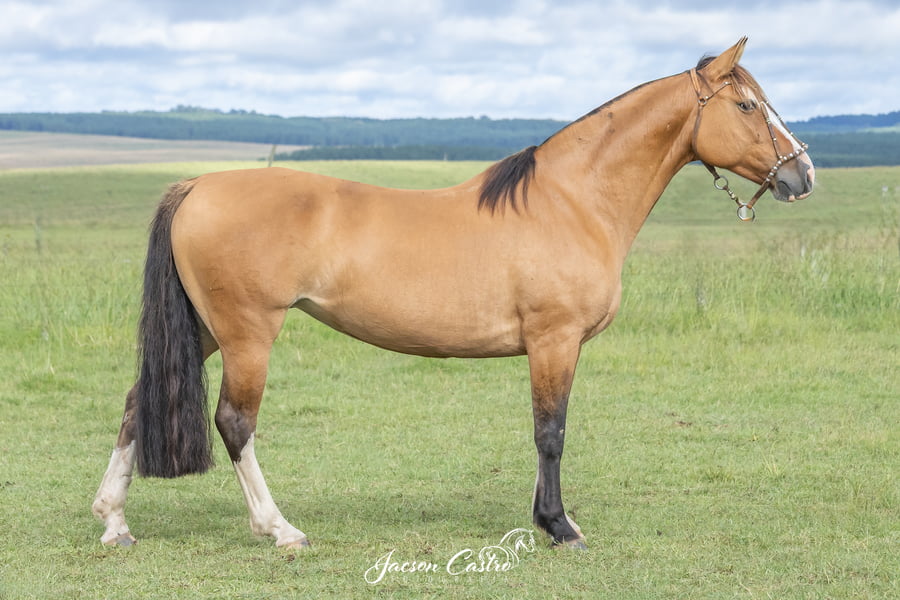 Lote Totosca De Los Recuerdos