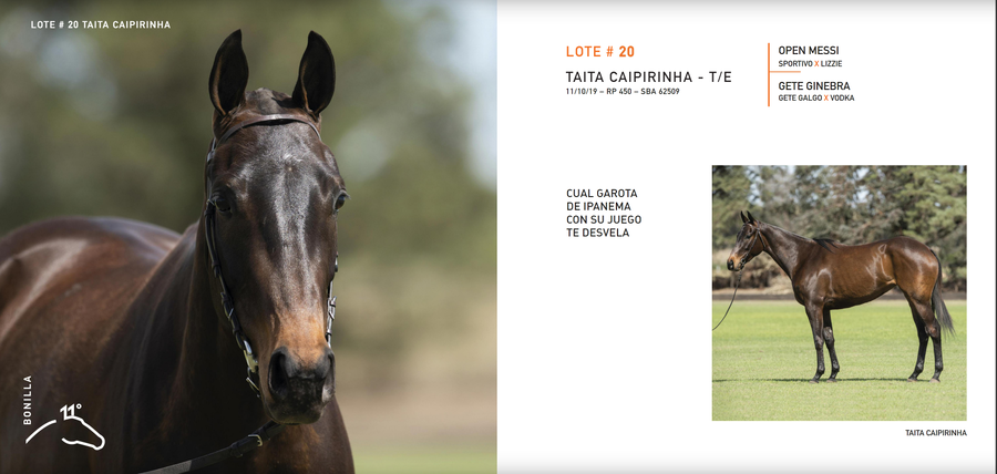 Lote TAITA CAIPIRINHA - T/E (OPEN MESSI - GETE GINEBRA)
