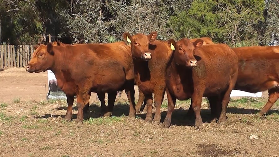 Lote VAQUILLONAS PURAS CONTROLADAS CON GARANTIA DE PREÑEZ
