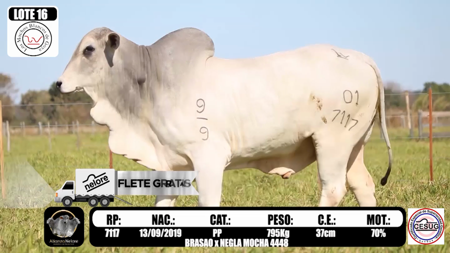 Lote LOTE 16-  RP 7117