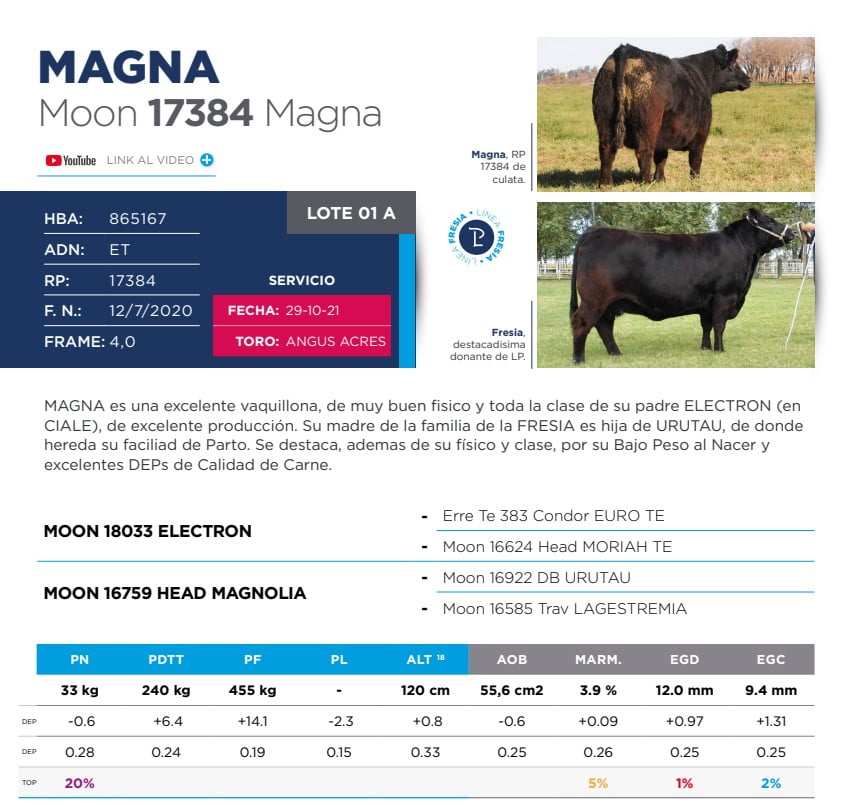 Lote Eleccion de una Vaquillona PP