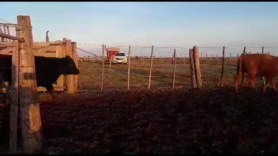 Lote 38 Vaquillonas C/ gtia de preñez en Carlos Tejedor, Buenos Aires