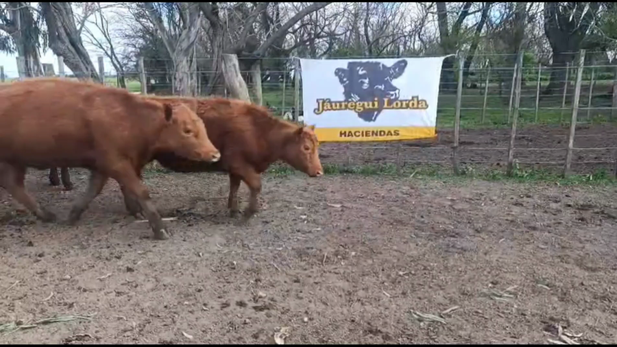 Lote 30 Novillitos y vaquillonas